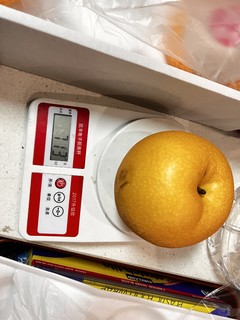 一斤多的秋月梨，比手还大