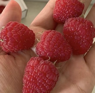 唤醒童年回忆的水果原来叫树莓