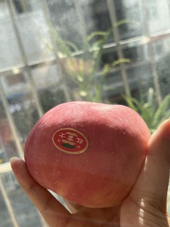 陕西红富士苹果｜理想中的红苹果🍎