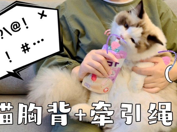 最常用猫咪牵引绳组合：pidan胸背+福莱希