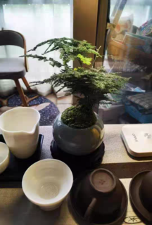 文竹盆栽植物室内净化空气办公室绿植