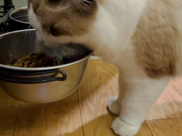 一大早抓到一只偷吃狗粮的猫