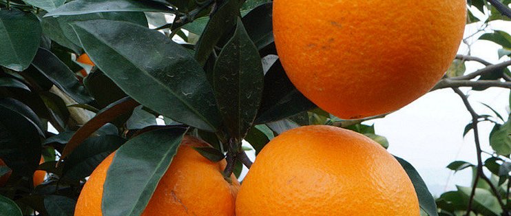 2021年赣南脐橙上市季节