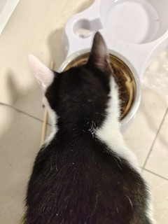 京东京造 海洋鱼鸡肉全阶段猫粮6kg