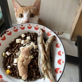 这一款猫粮家里的猫主子都很爱！