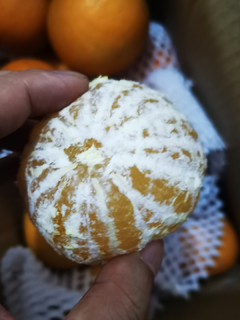 双十一水果-爱媛38号果冻橙