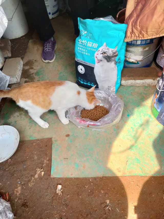 每个月都要给家猫流浪猫买力狼猫粮，都成为