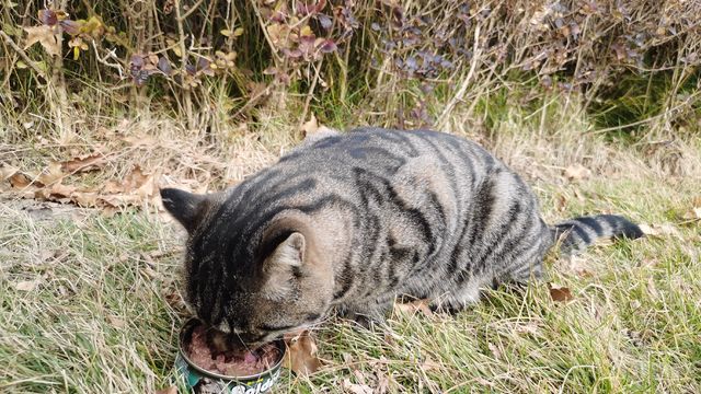 金赏猫罐头，经济实惠好选择！