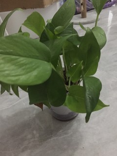 家里还是有点绿色植物最好了