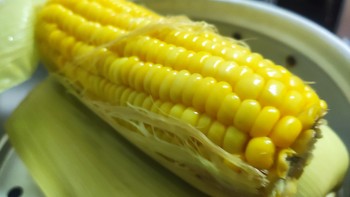小梁子杂谈 篇二十一：每天一根煮玉米，饱腹感满满