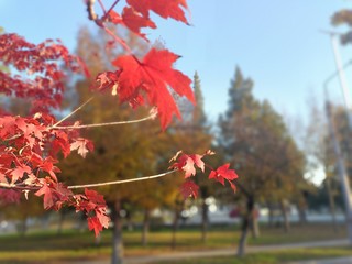 ​绚烂的秋季，我眼中红肥绿瘦