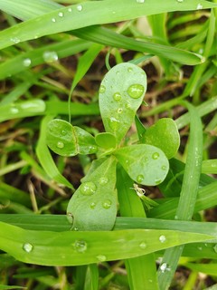 怀念夏日的绿｜IQOONEO5手机摄影