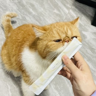 胖喵养成记之训猫零食猫条