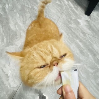 胖喵养成记之训猫零食猫条