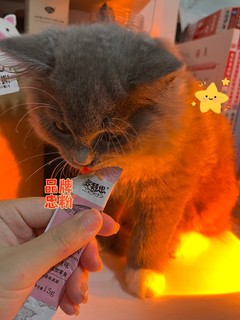 平价营养猫条｜大数据推给幼猫主人