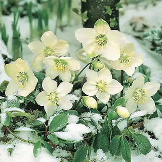 蓝妖：耐寒花卉有哪些？这12种零下20度冻不死室外盆栽，适合粗养