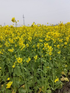 安徽初春的油菜花