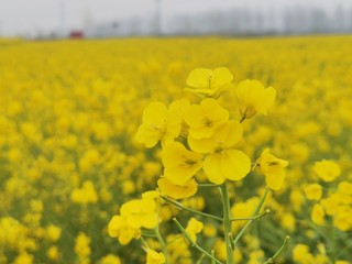 安徽初春的油菜花