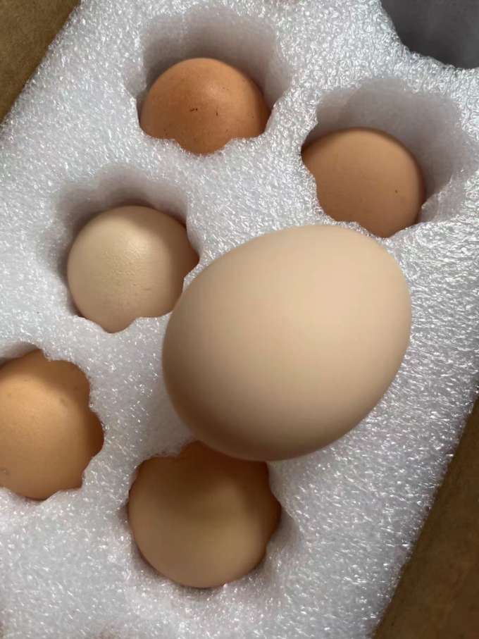蛋类