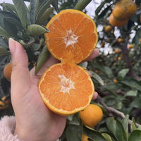 今天给大家推荐一款超好吃的橘子:涌泉蜜桔