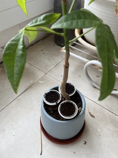 用完的胶囊咖啡有妙用——微型盆栽