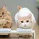 猫咪有必要吃好猫粮吗？随便给点吃的不就得了？