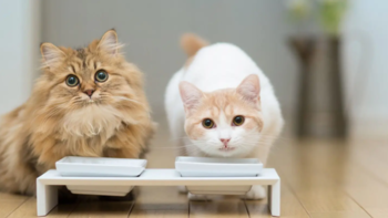 猫粮系列 篇一：猫咪有必要吃好猫粮吗？随便给点吃的不就得了？