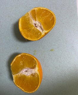 果冻橙好吃