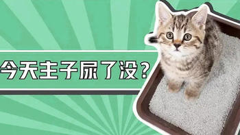 猫咪尿不出来怎么办？