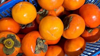 【5人团】御品一园正宗山西甜脆柿子5斤单果100g以上脆甜彩箱