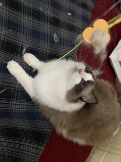 猫猫可爱涅