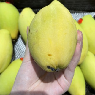 个头超级大的芒果🥭！！！