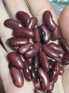 健康又养生的黑色芸豆🫘