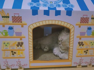 来看看猫咪最爱的纸盒小屋