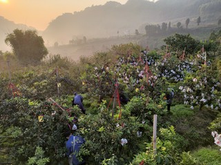 定了，19日爱媛果冻橙终于下树了！