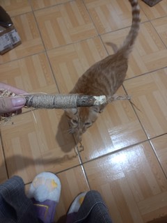 小猫咪迷上的磨牙棒