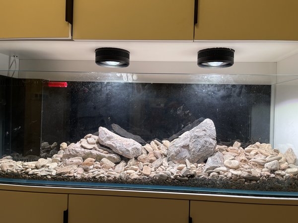 开了四个月的溪流缸……