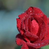 情人节为什么送玫瑰花