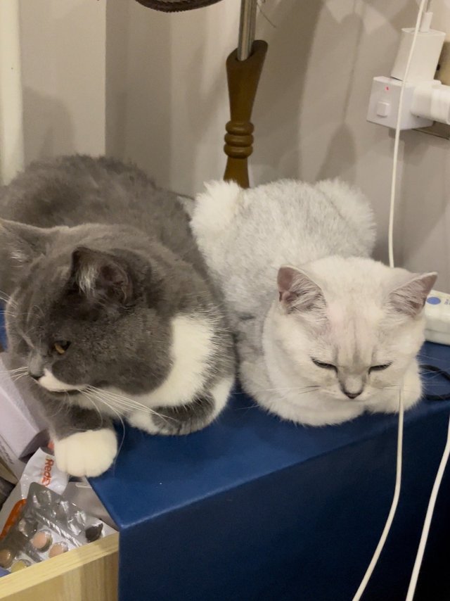 二只猫咪在一起有多搞笑呢，猫咪变的爱睡觉