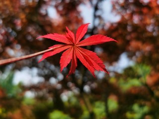 拍照神器用荣耀