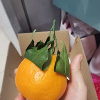 爱媛果冻橙开箱
