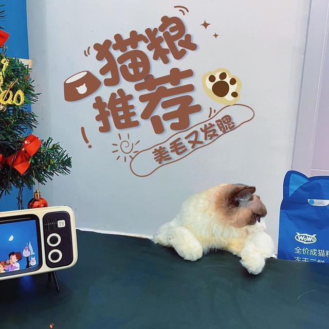 这些网红猫粮竟然都是一个厂家生产的？国产宠物粮代工厂大起底~