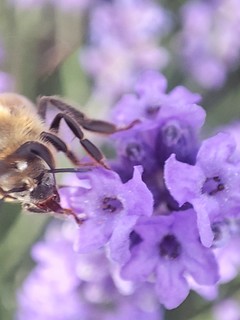 K30pro微距镜头拍的薰衣草和蜜蜂