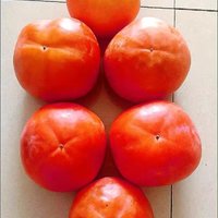 陕西脆柿子新鲜应季孕妇水果现摘硬巧克力黄皮甜柿子2/5/10斤包邮