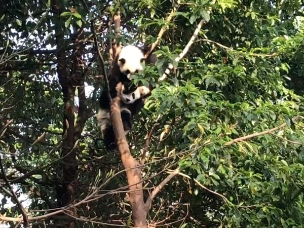 出去玩 带了手持云台，却带来累赘