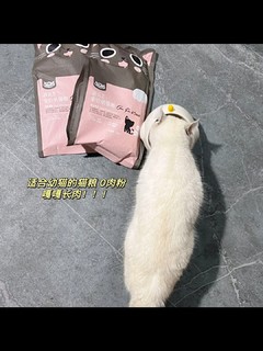 离乳期幼猫不要错过这款猫粮