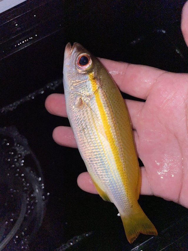 大半夜去钓鱼钓到一条金色金色的。