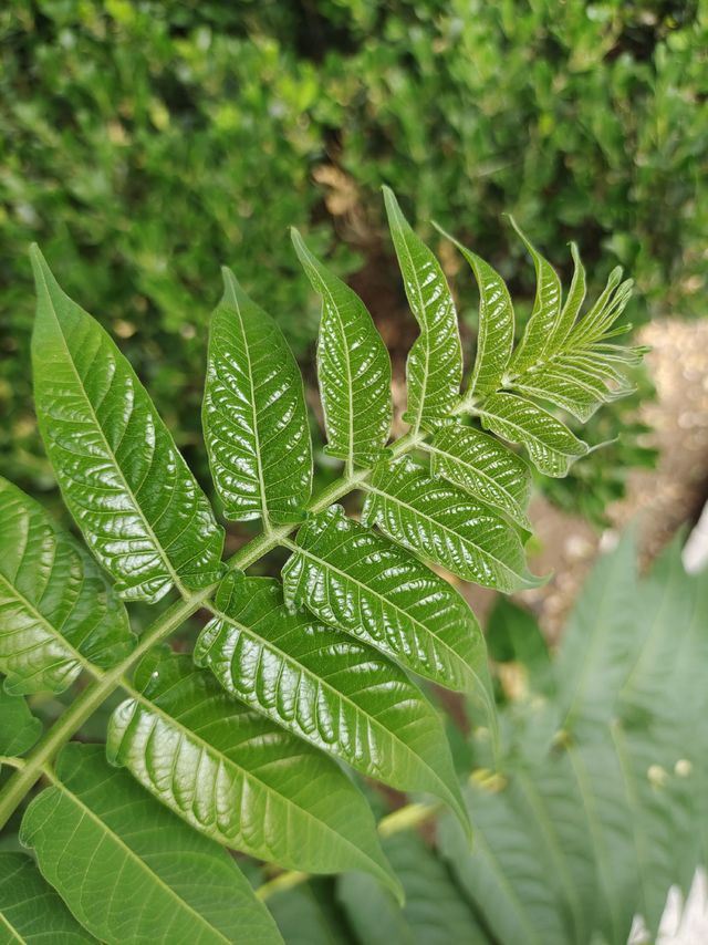 夏了夏天｜怀念夏天的蝉鸣与绿叶