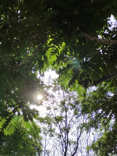 夏了夏天｜怀念夏天的蝉鸣与绿叶