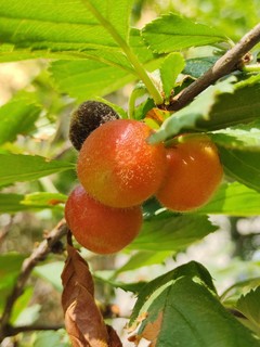 红了樱桃绿了芭蕉｜夏日回忆